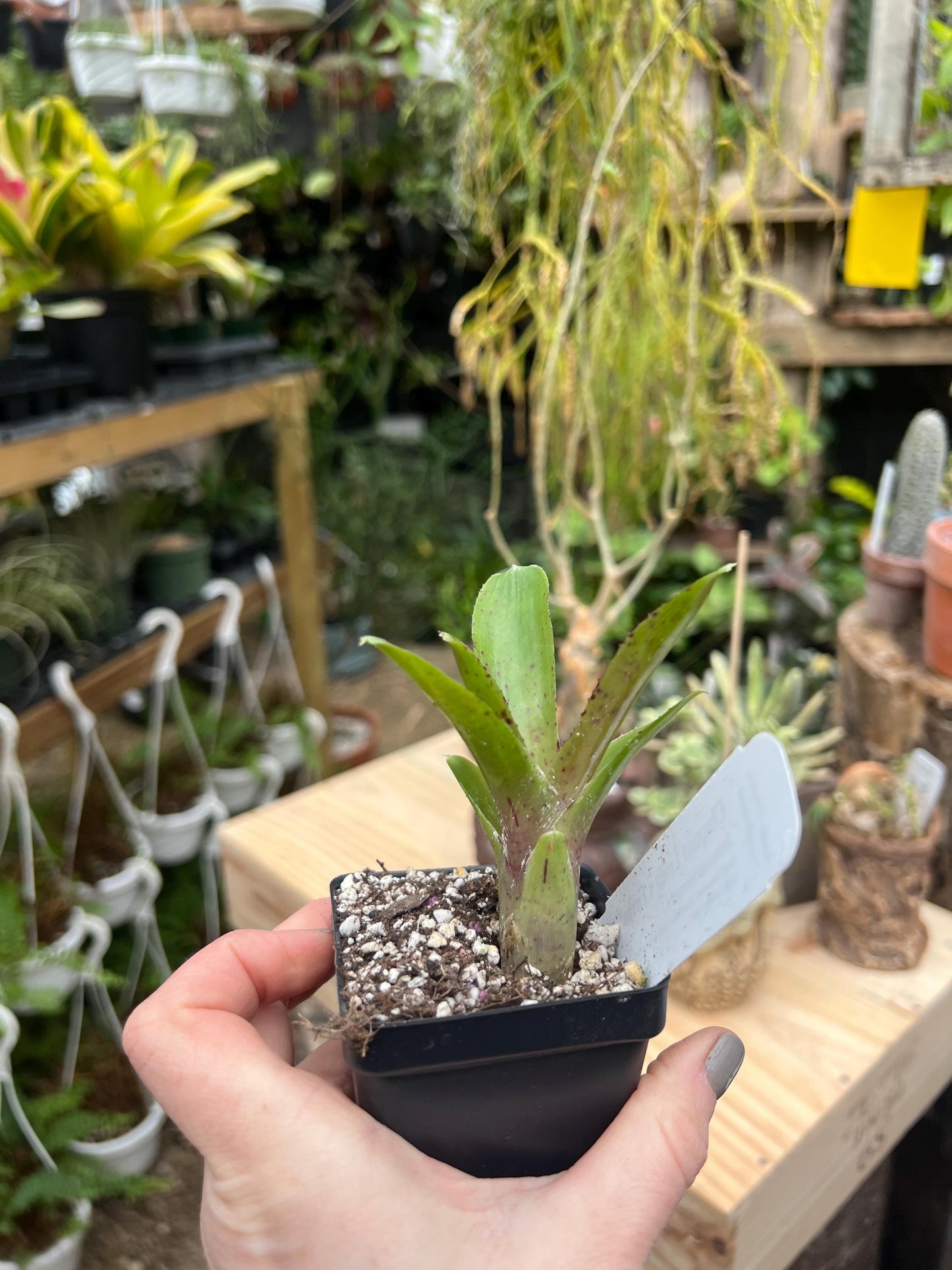 Chiquita Linda x Fireball Bromeliad neoregelia - Grower’s Choice - Chemical Free - Bareroot