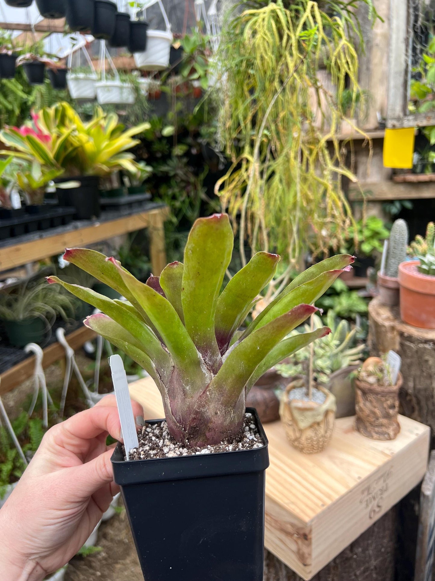 Zoe Bromeliad neoregelia - Exact Plant - Chemical Free - Bareroot