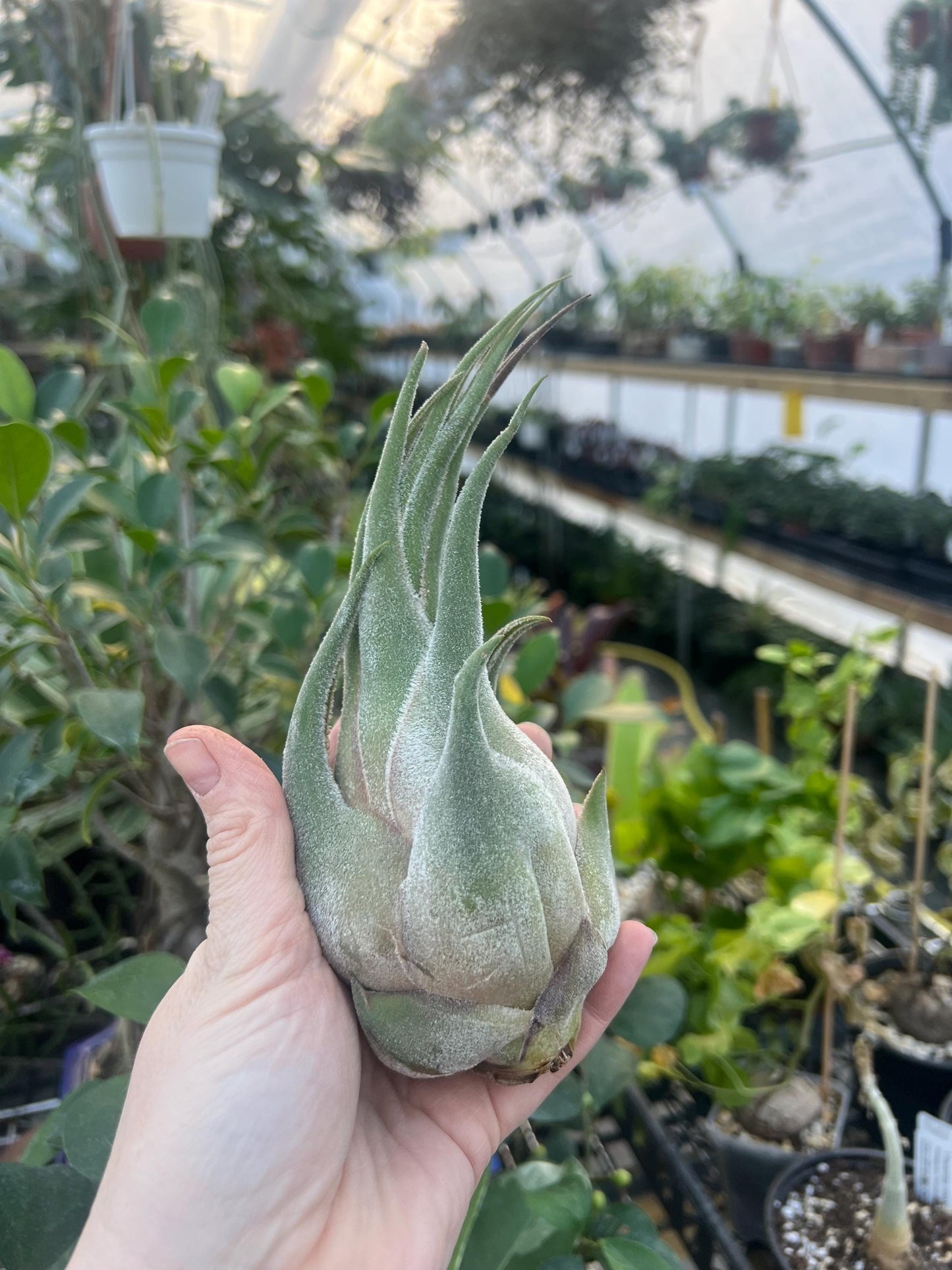 Seleriana Airplant Large- Growers Choice