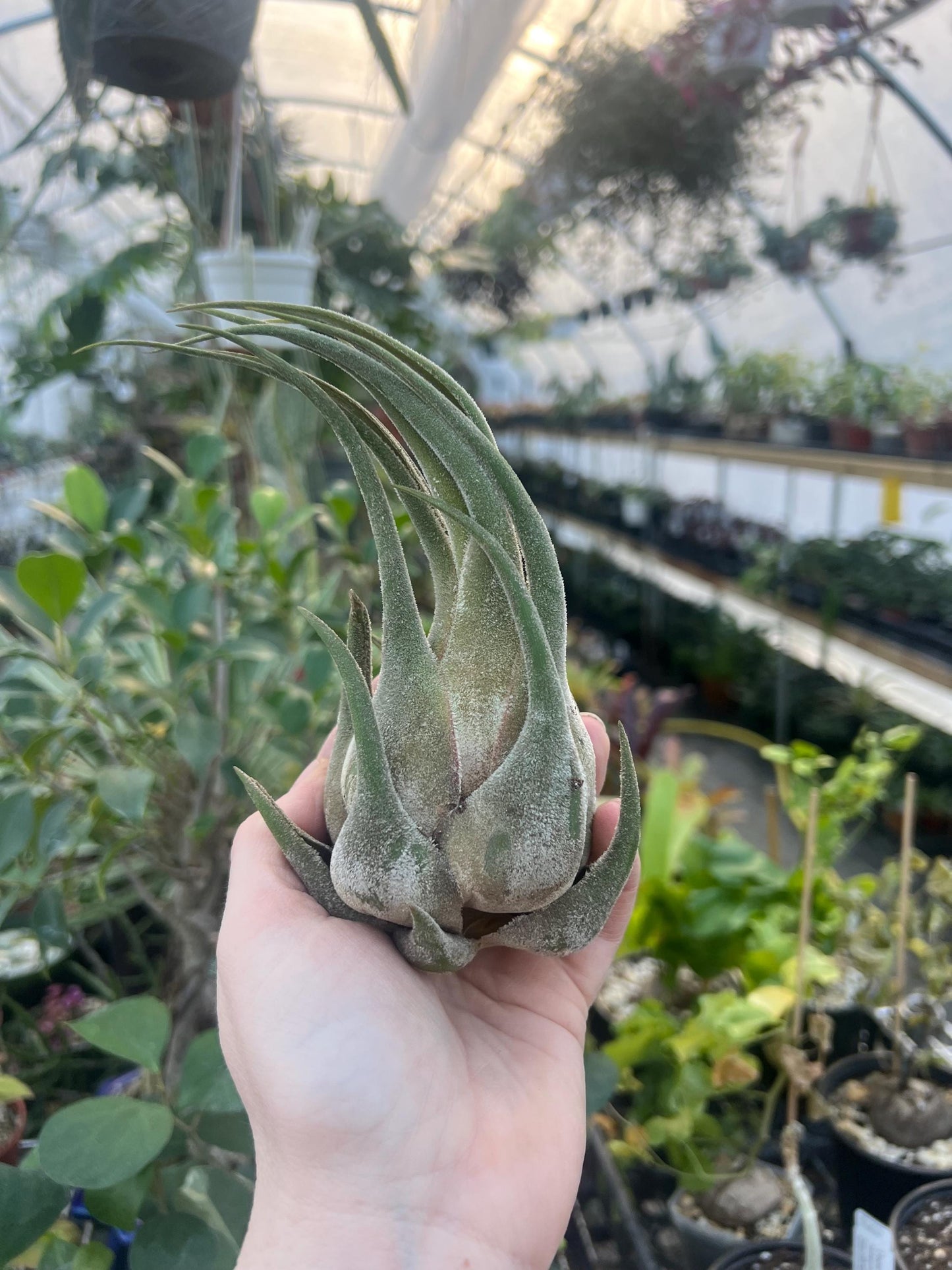 Seleriana Airplant Large- Growers Choice