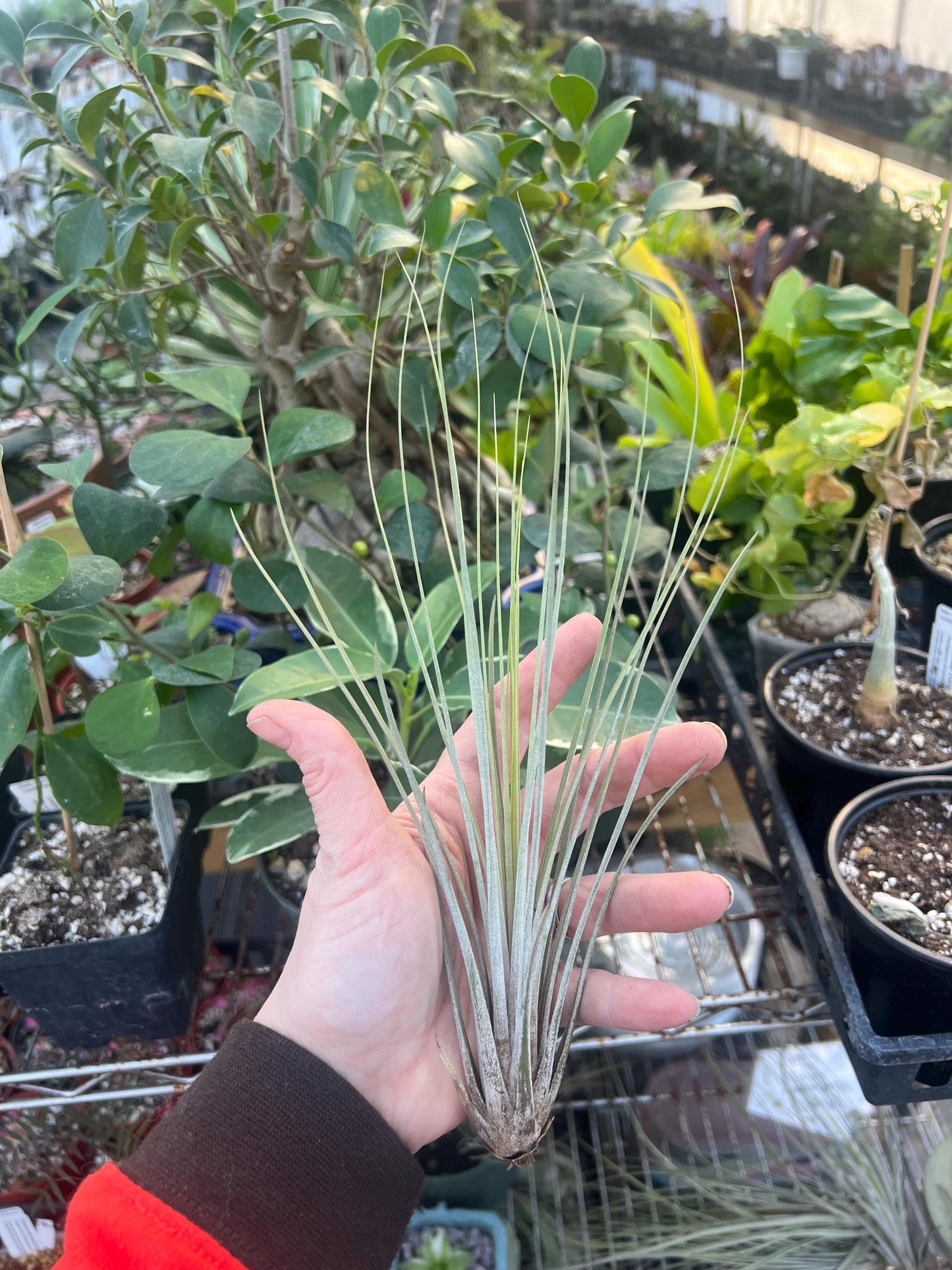 Juncea Airplant - Growers Choice