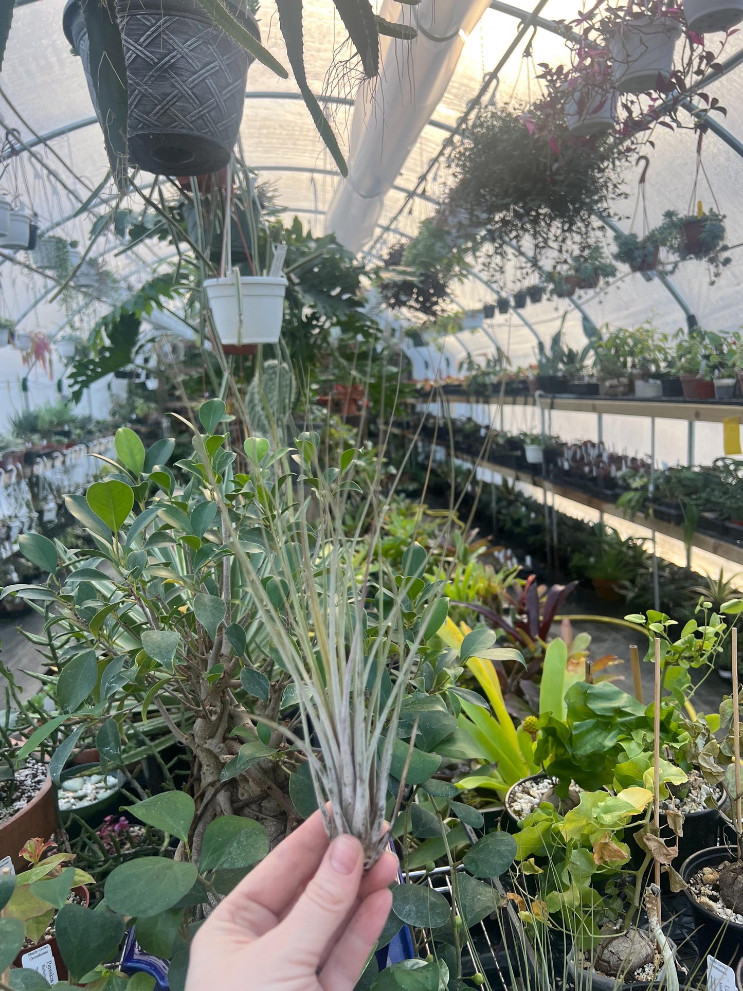 Juncea Airplant - Growers Choice