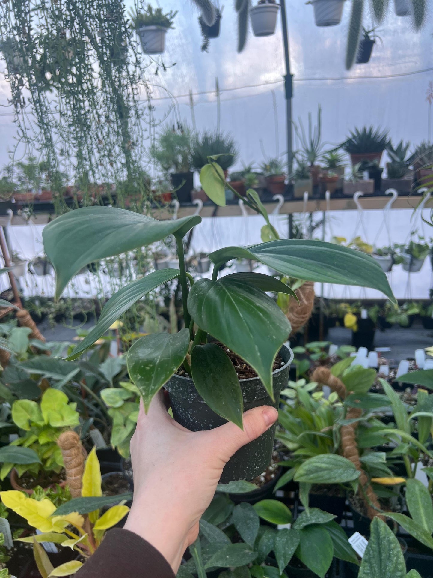 Rhaphidophora Decursiva Dragon Tail 4 pot - Growers Choice