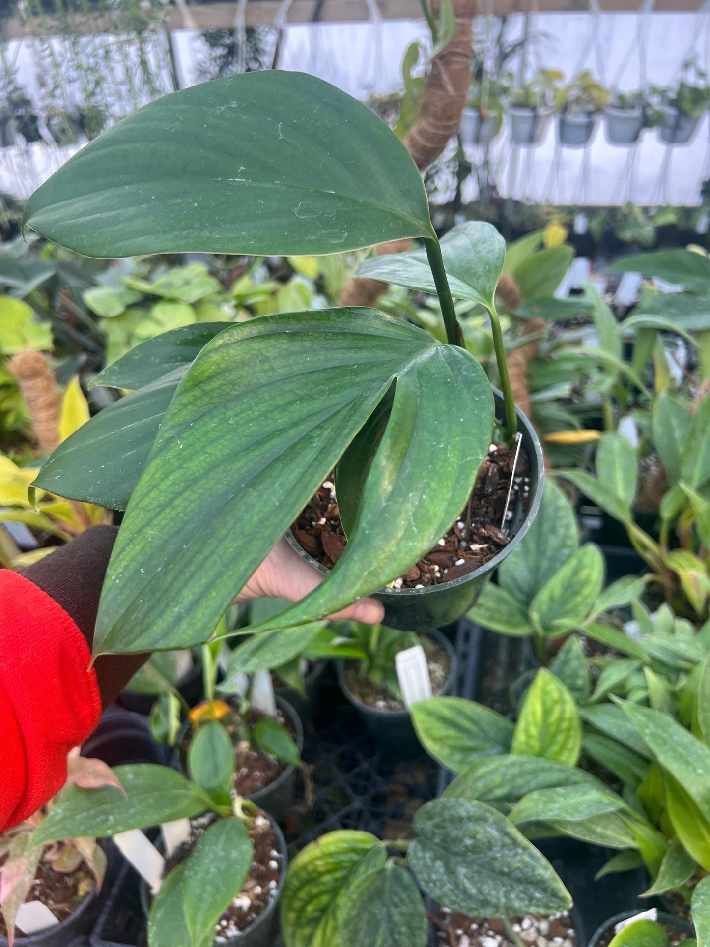 Rhaphidophora Decursiva Dragon Tail 4 pot - Growers Choice