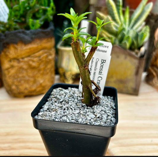 Crassula sarcocaulis - Bonsai crassula - Growers Choice - Bareroot