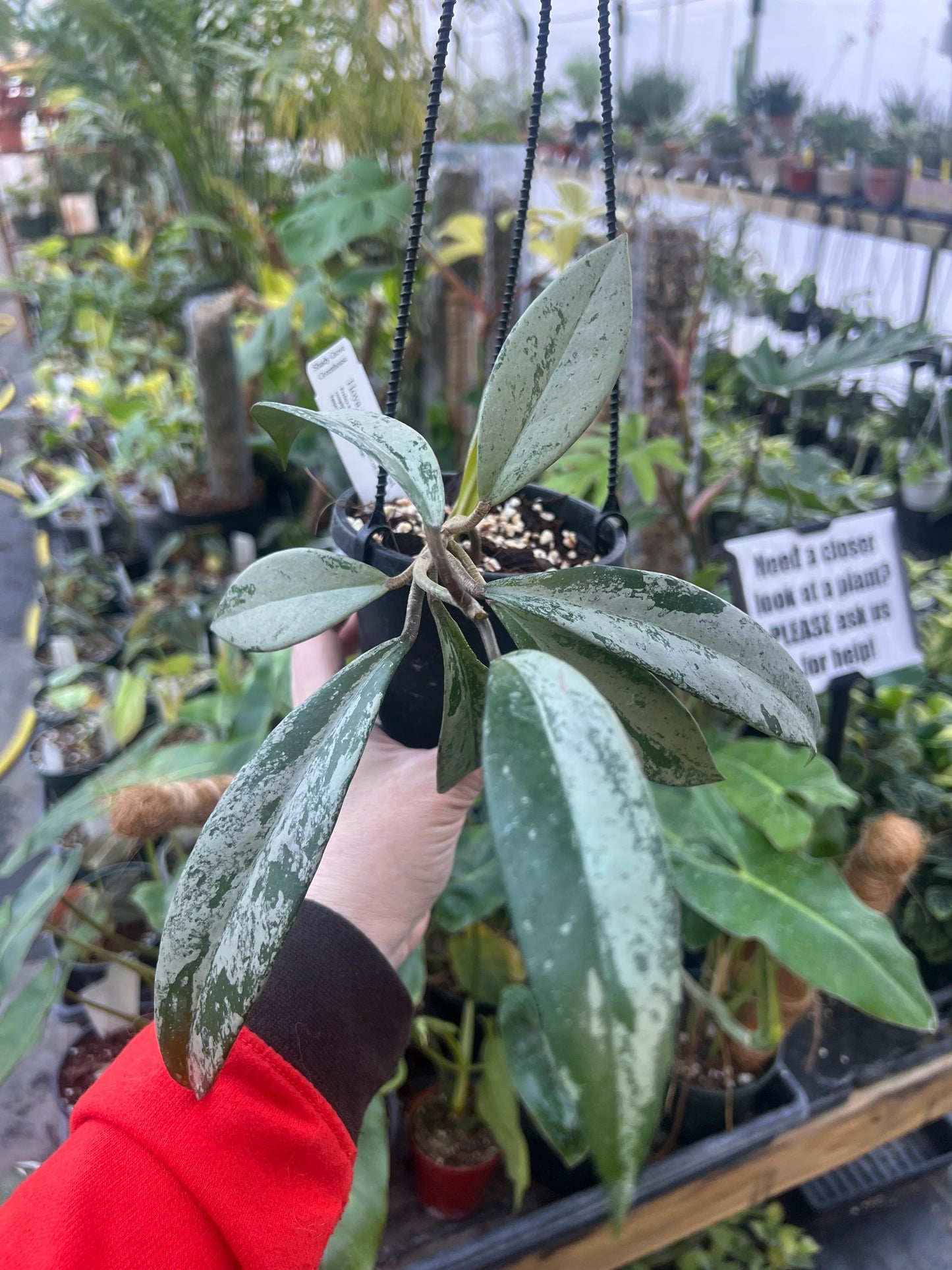 Hoya Pubicalyx Pink Silver Ghost 4 hanging basket- Exact Plant