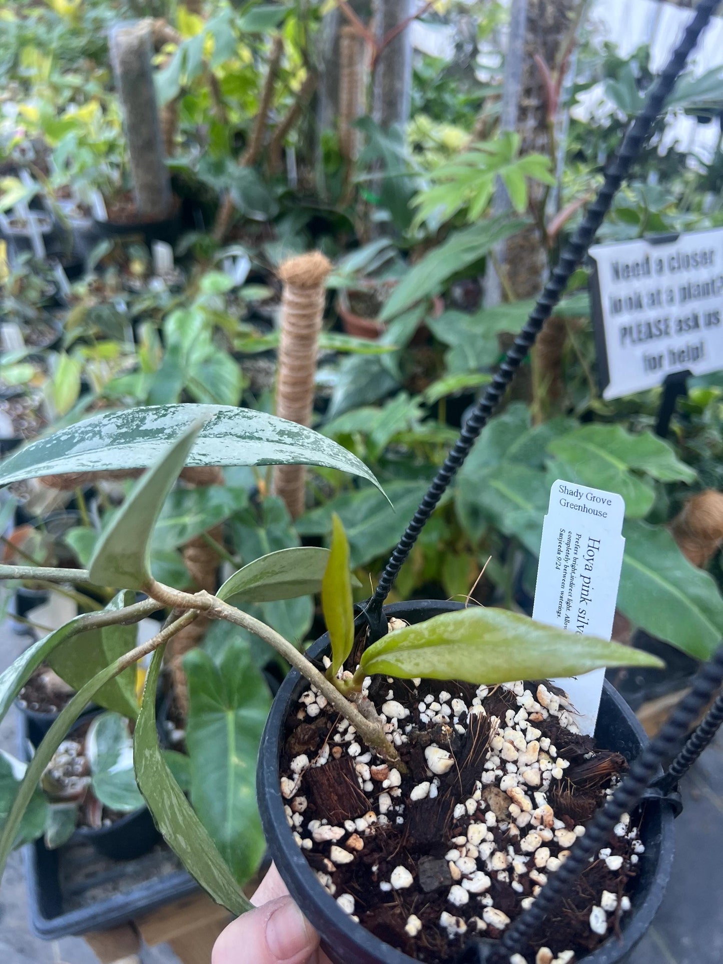 Hoya Pubicalyx Pink Silver Ghost 4 hanging basket- Exact Plant