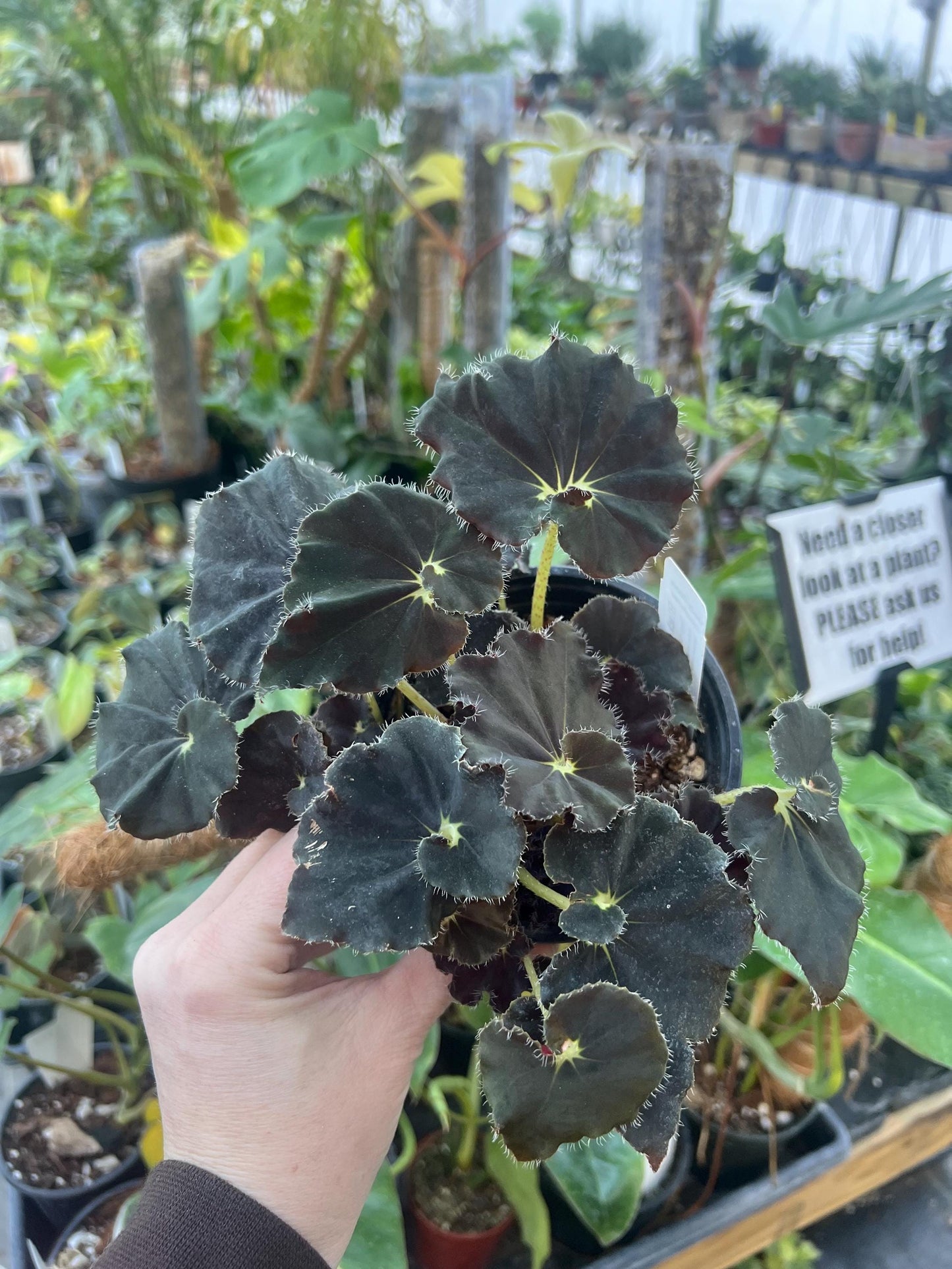 Begonia Black Mamba 4 pot - Growers Choice