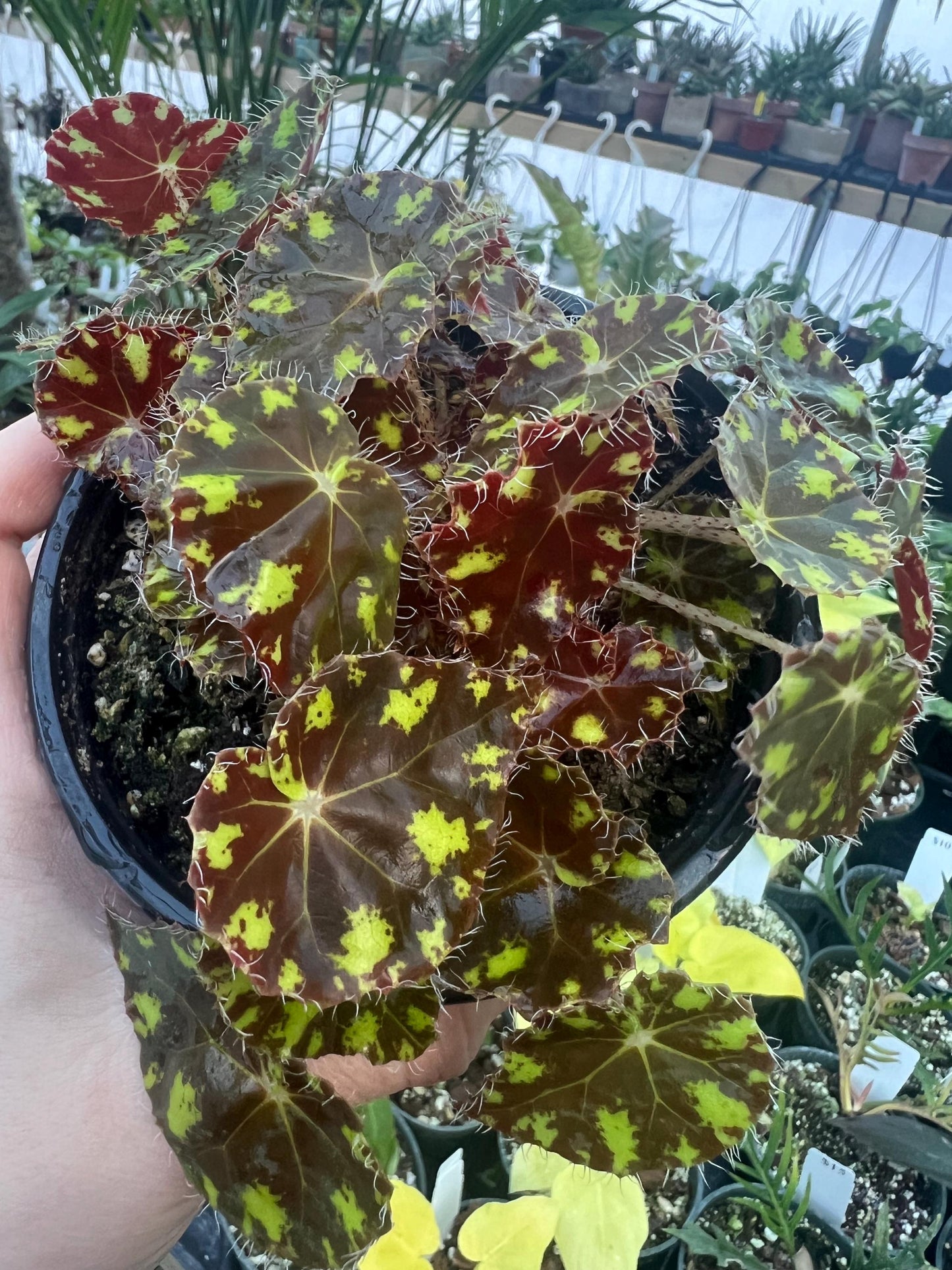 Begonia Tiger Kitten 4 pot - Growers Choice