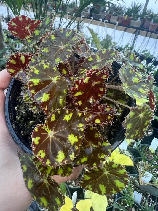 Begonia Tiger Kitten 4 pot - Growers Choice