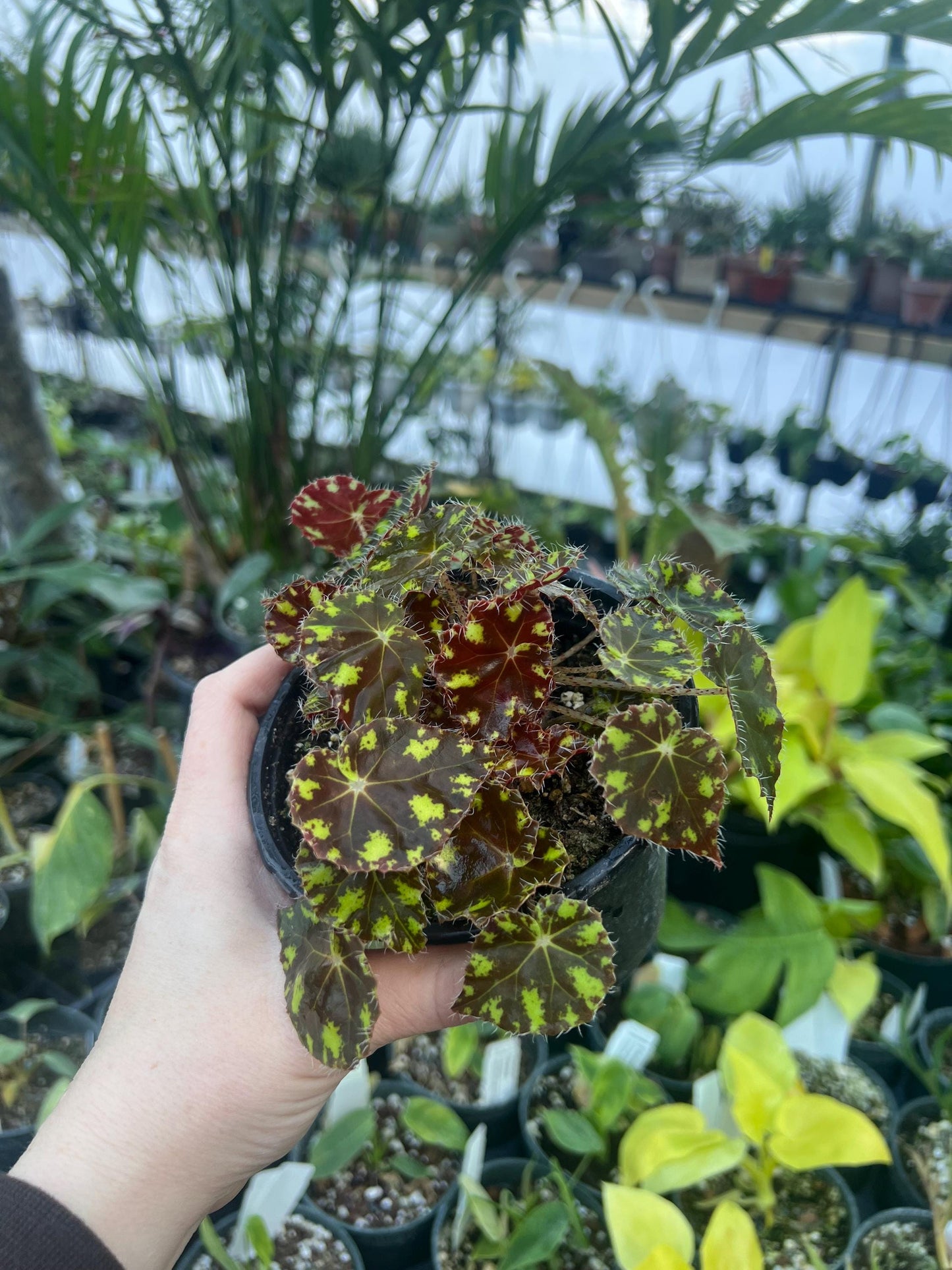 Begonia Tiger Kitten 4 pot - Growers Choice