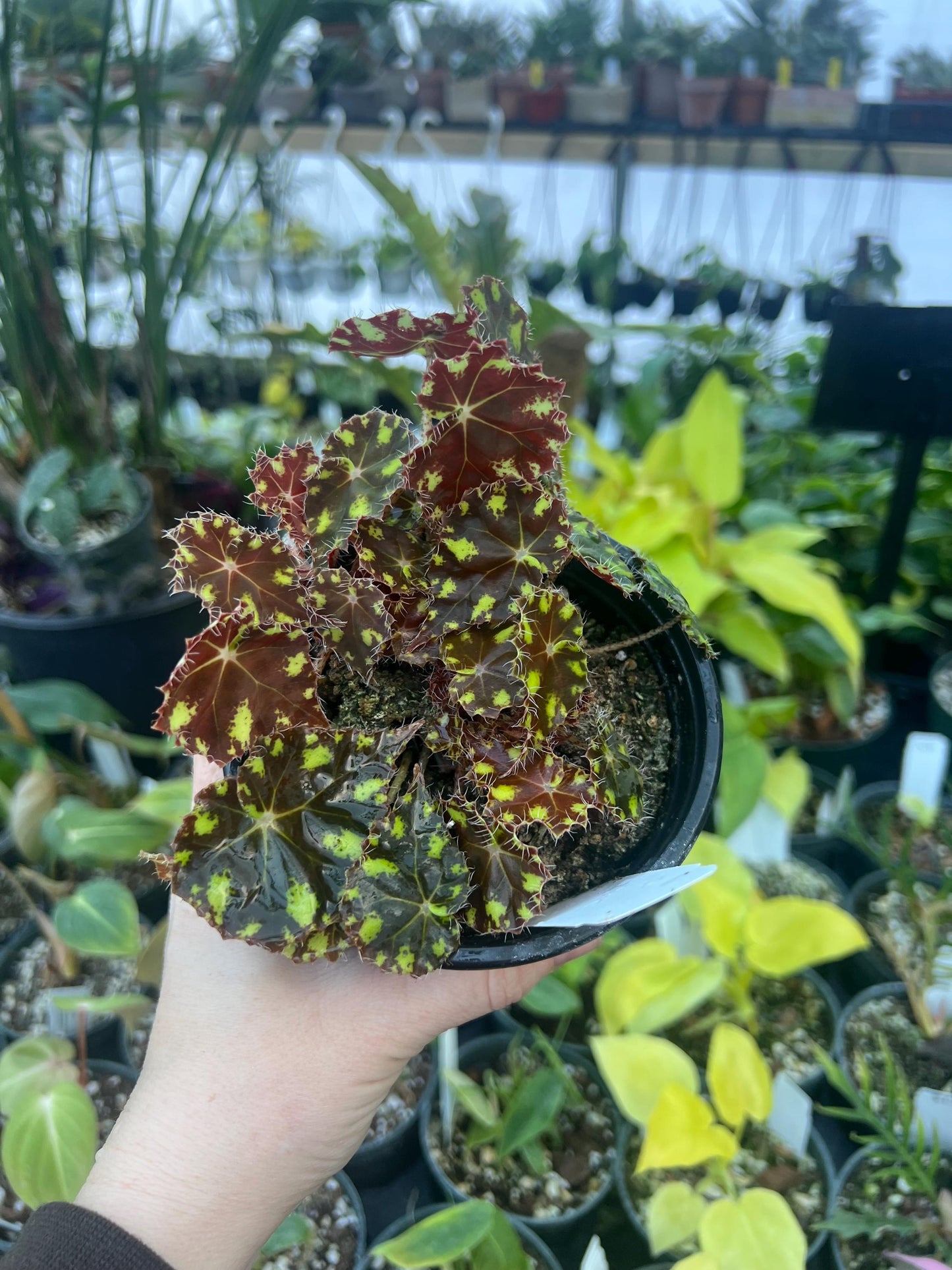 Begonia Tiger Kitten 4 pot - Growers Choice