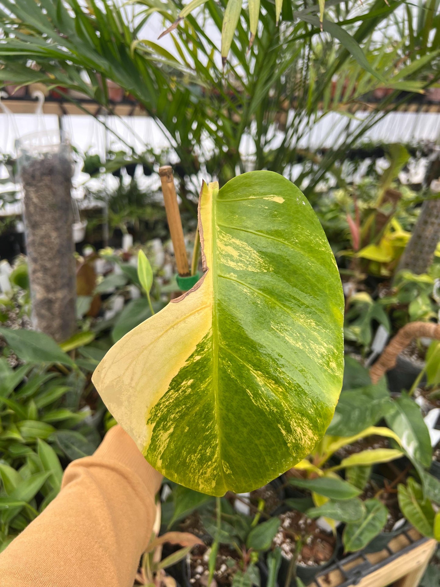 Monstera Borsigiana Aurea - Fully Rooted - New Growth