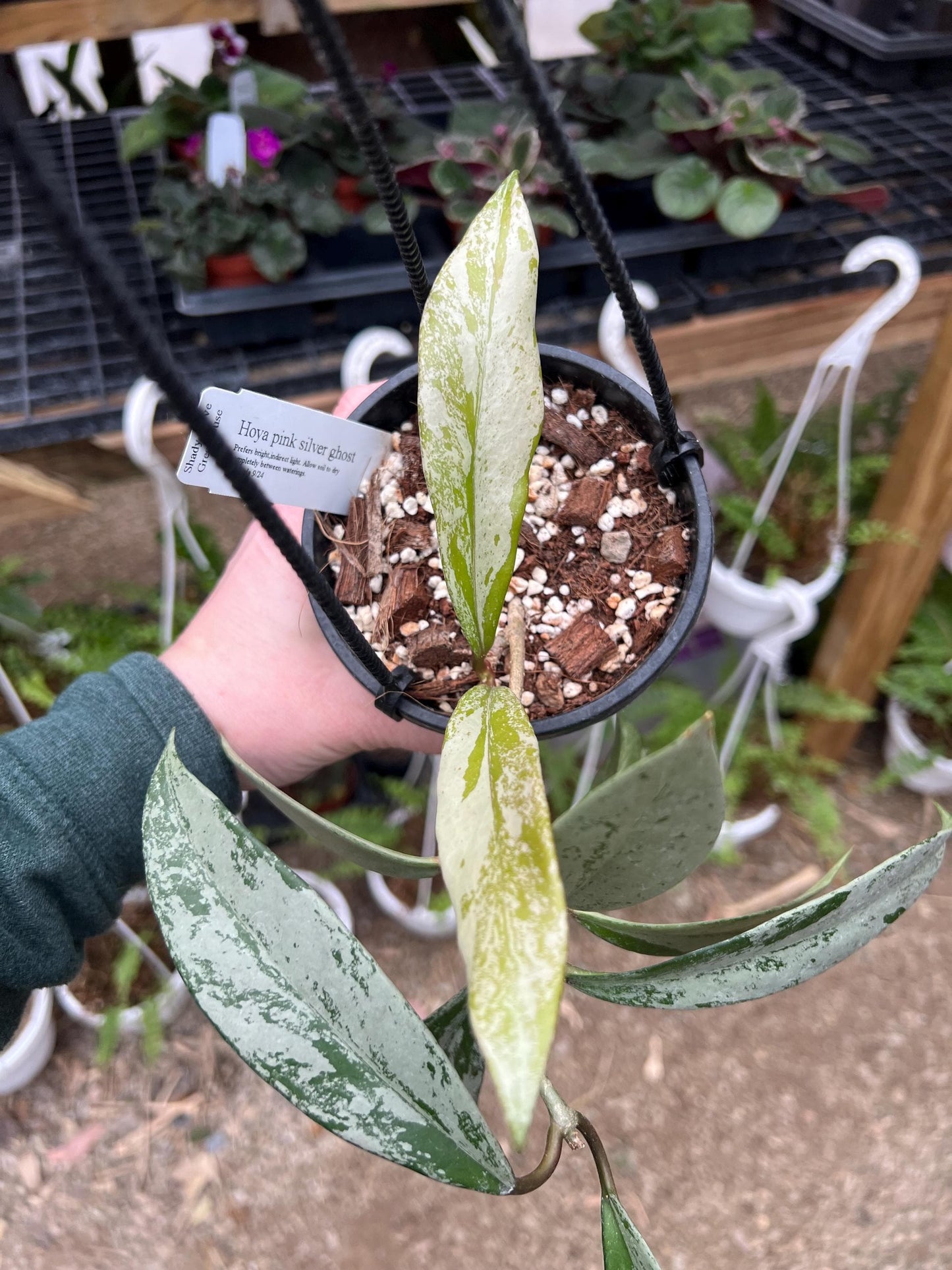 Hoya Pubicalyx Pink Silver Ghost 4 hanging basket- Exact Plant