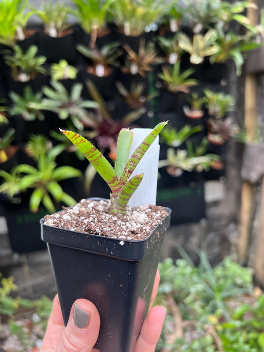 Mouser Bromeliad neoregelia - Growers choice - Chemical Free - Bareroot