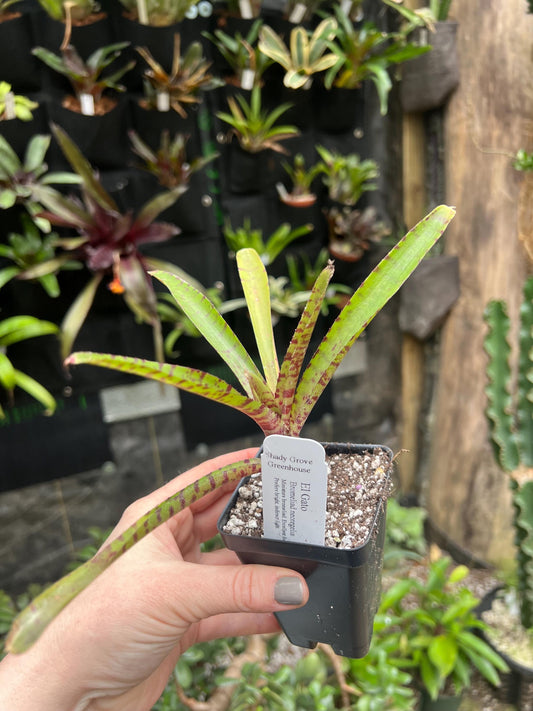 El Gato Bromeliad neoregelia - Growers choice - Chemical free - Ships Bareroot