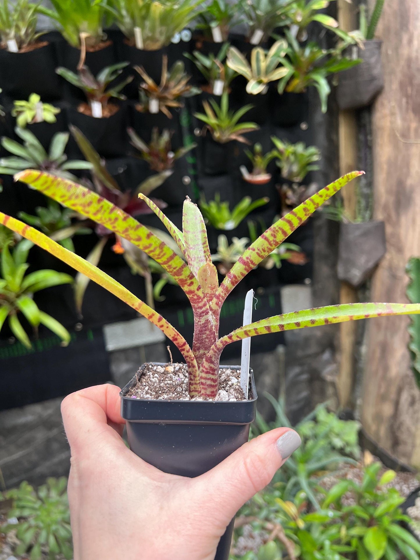 El Gato Bromeliad neoregelia - Growers choice - Chemical free - Ships Bareroot