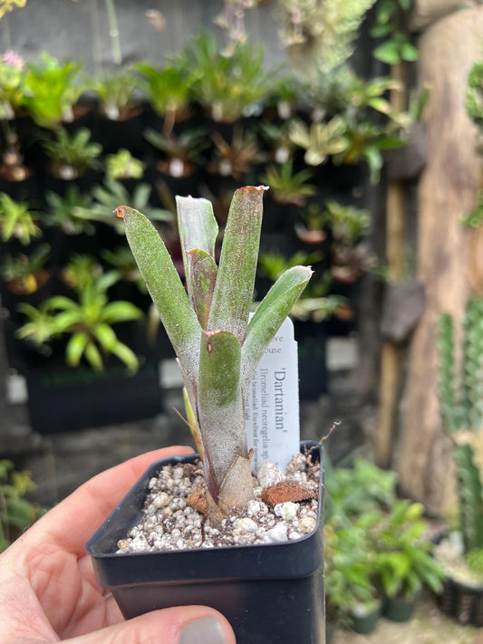 Dartanian Bromeliad neoregelia - Growers choice - Chemical Free - Bareroot