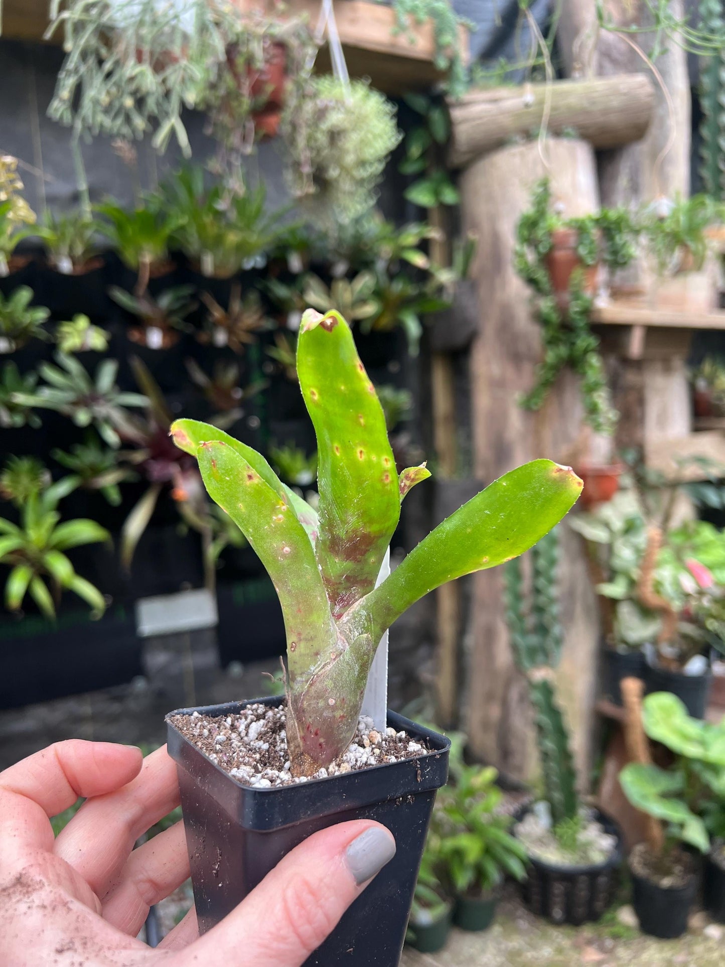 Spaced Out Bromeliad neoregelia - Growers choice - Chemical free - Bareroot
