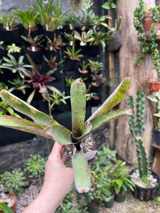 Blueberry Muffin Bromeliad neoregelia - Exact Plant - Chemical Free - Bareroot