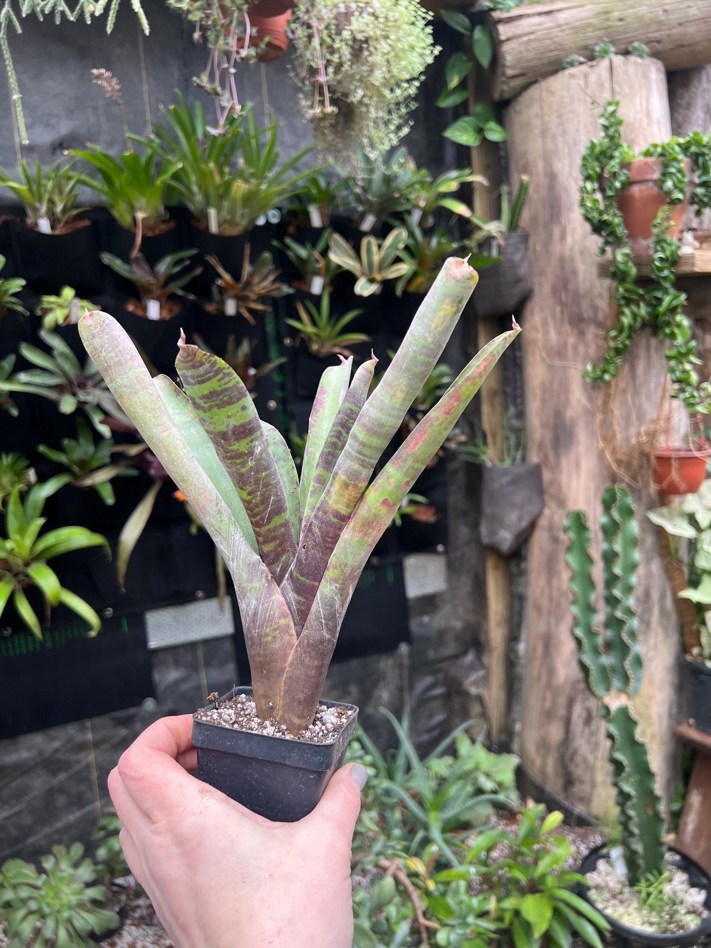 Blueberry Muffin Bromeliad neoregelia - Exact Plant - Chemical Free - Bareroot