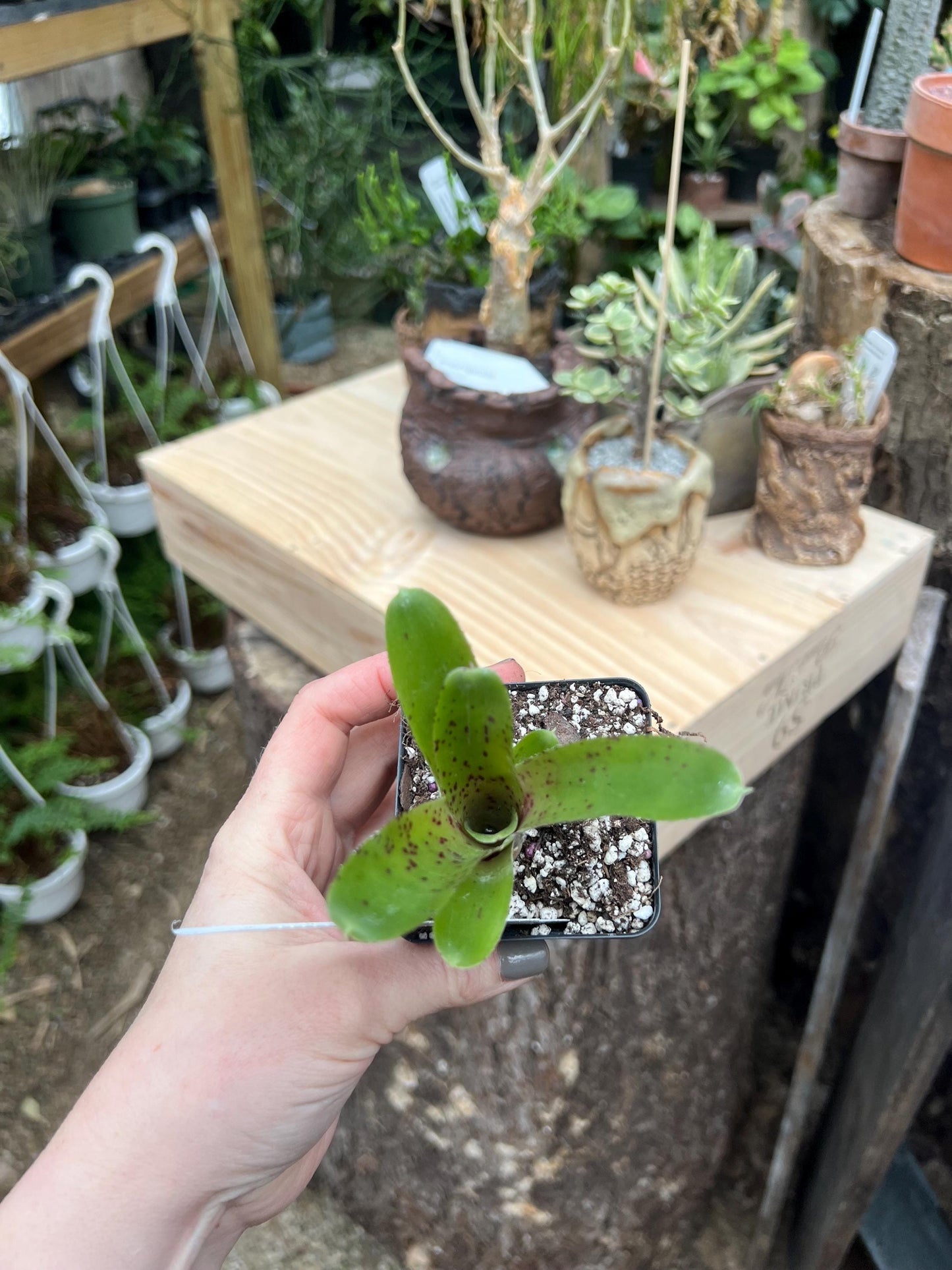 Chiquita Linda x Fireball Bromeliad neoregelia - Grower’s Choice - Chemical Free - Bareroot