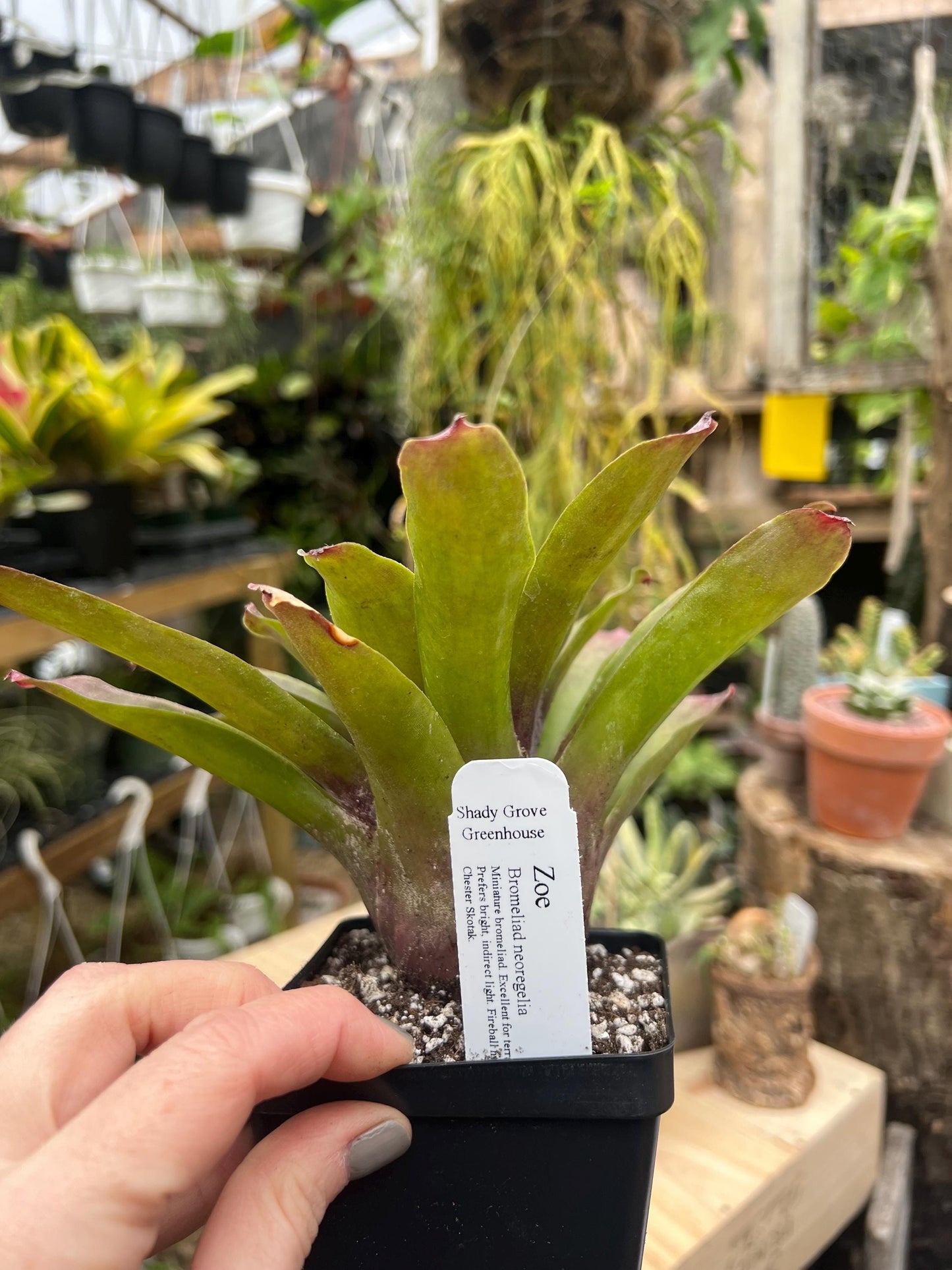 Zoe Bromeliad neoregelia - Exact Plant - Chemical Free - Bareroot