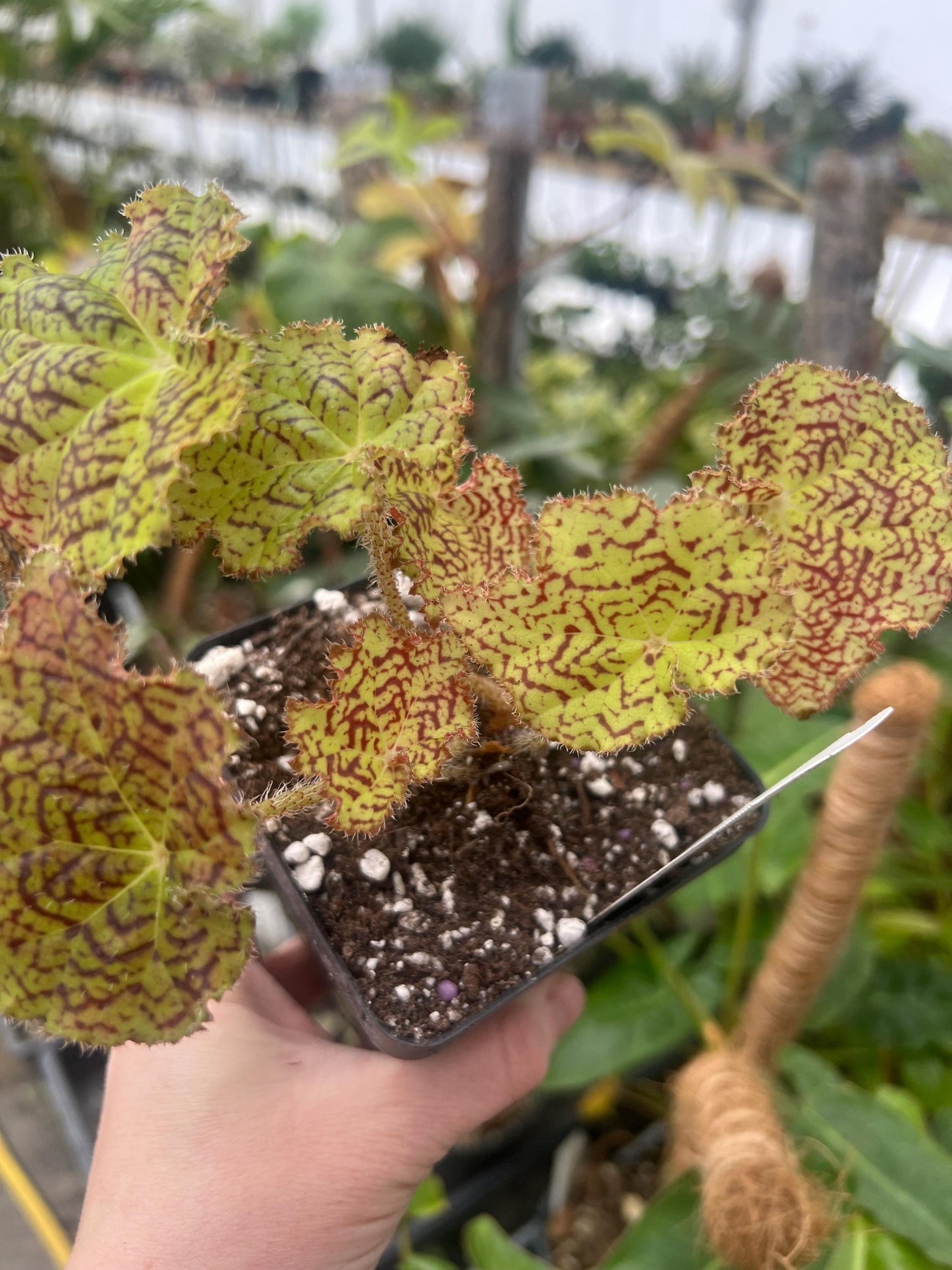 Begonia Deco Checks 4 pot - Growers Choice