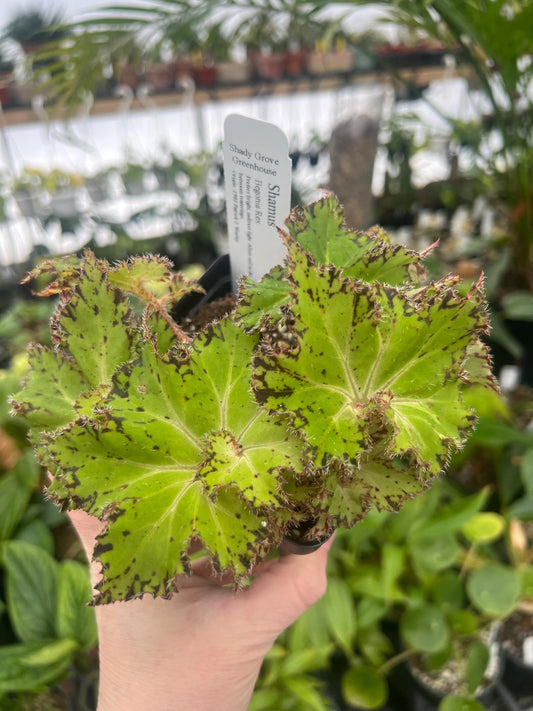 Begonia Shamus 4 pot - Growers Choice