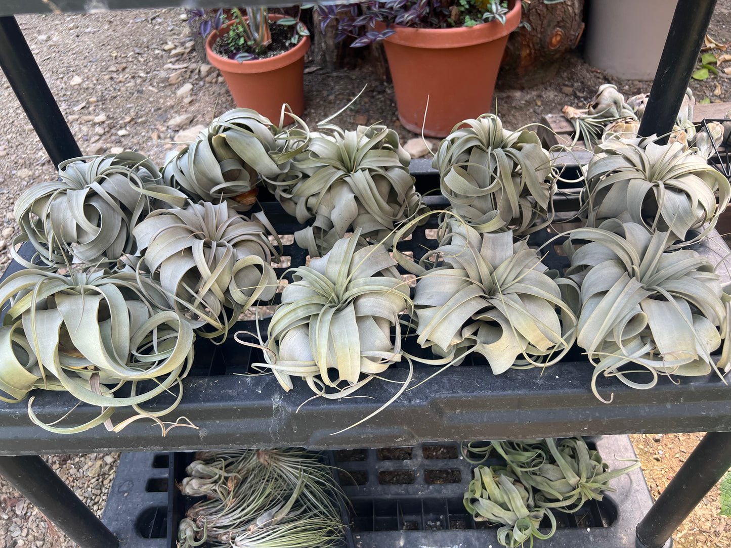Xerographica Airplant