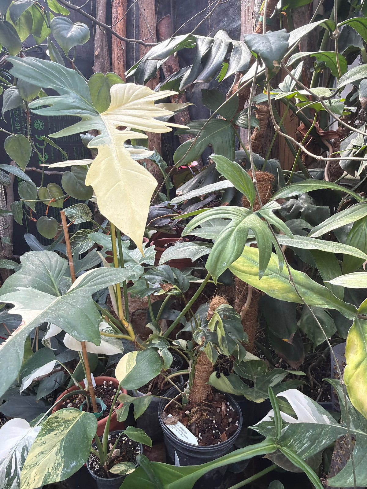 Tropicals