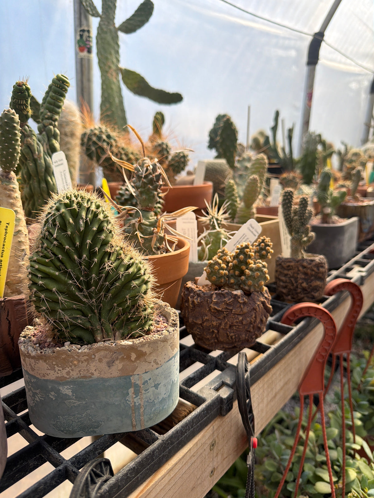 Cactus