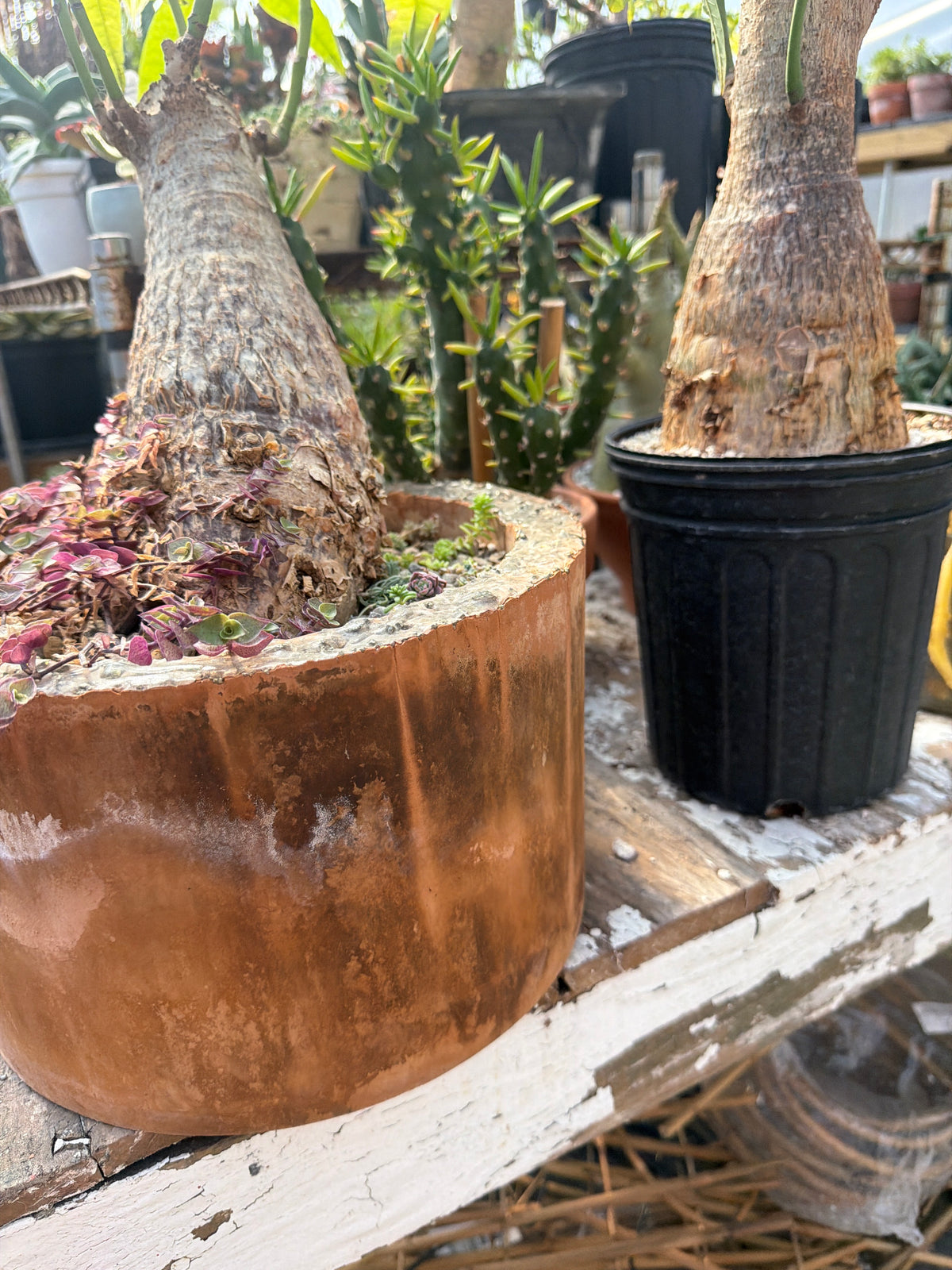 Caudex/Bonsai