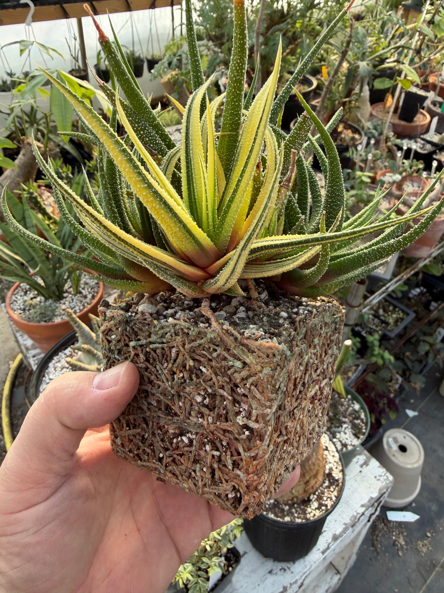 Haworthia