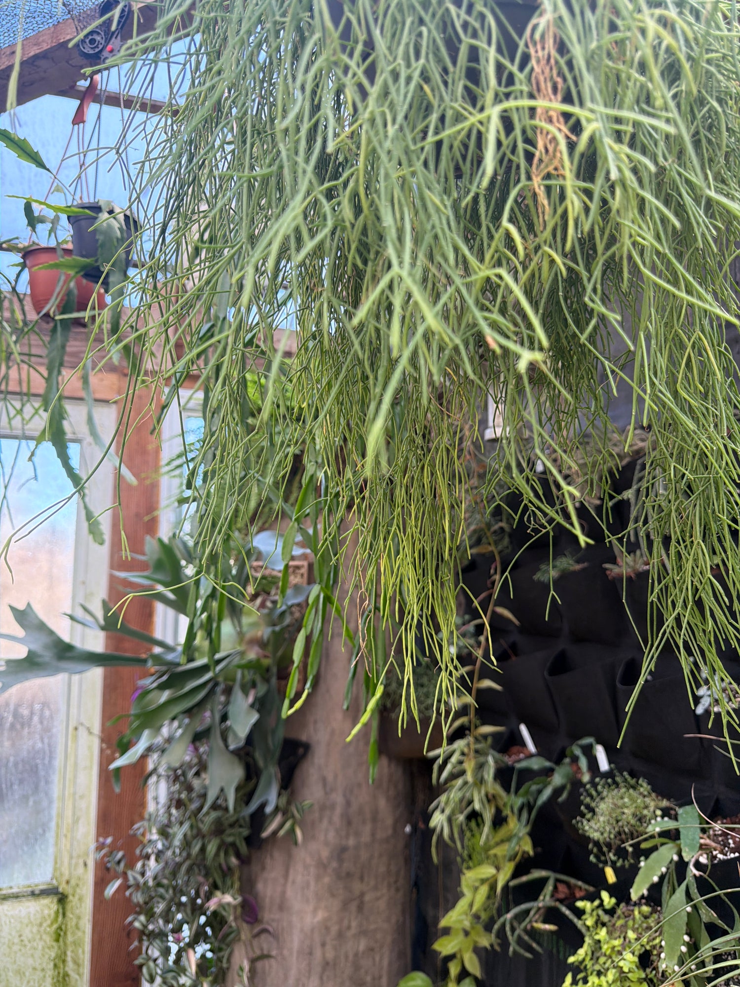 Rhipsalis