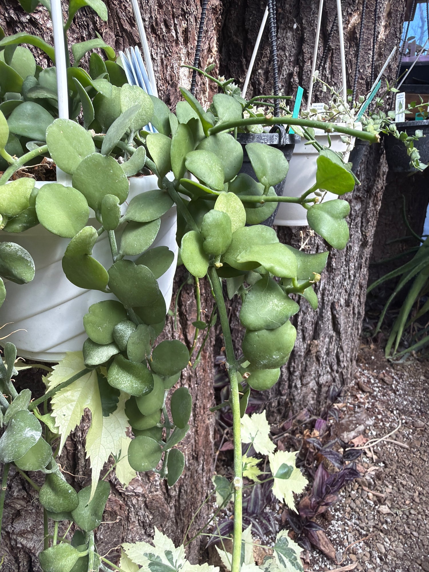 Dischidia