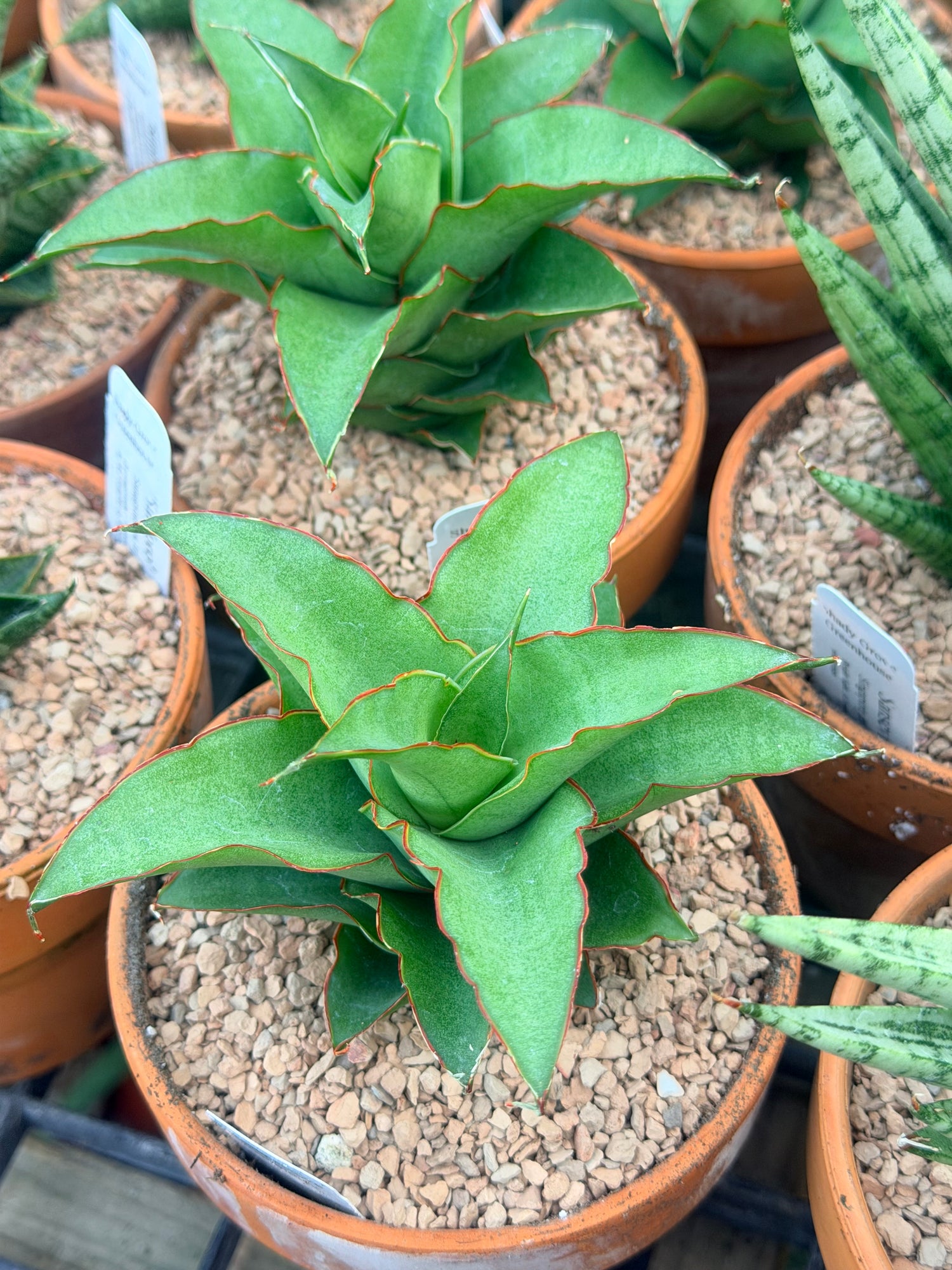 Sanseveria