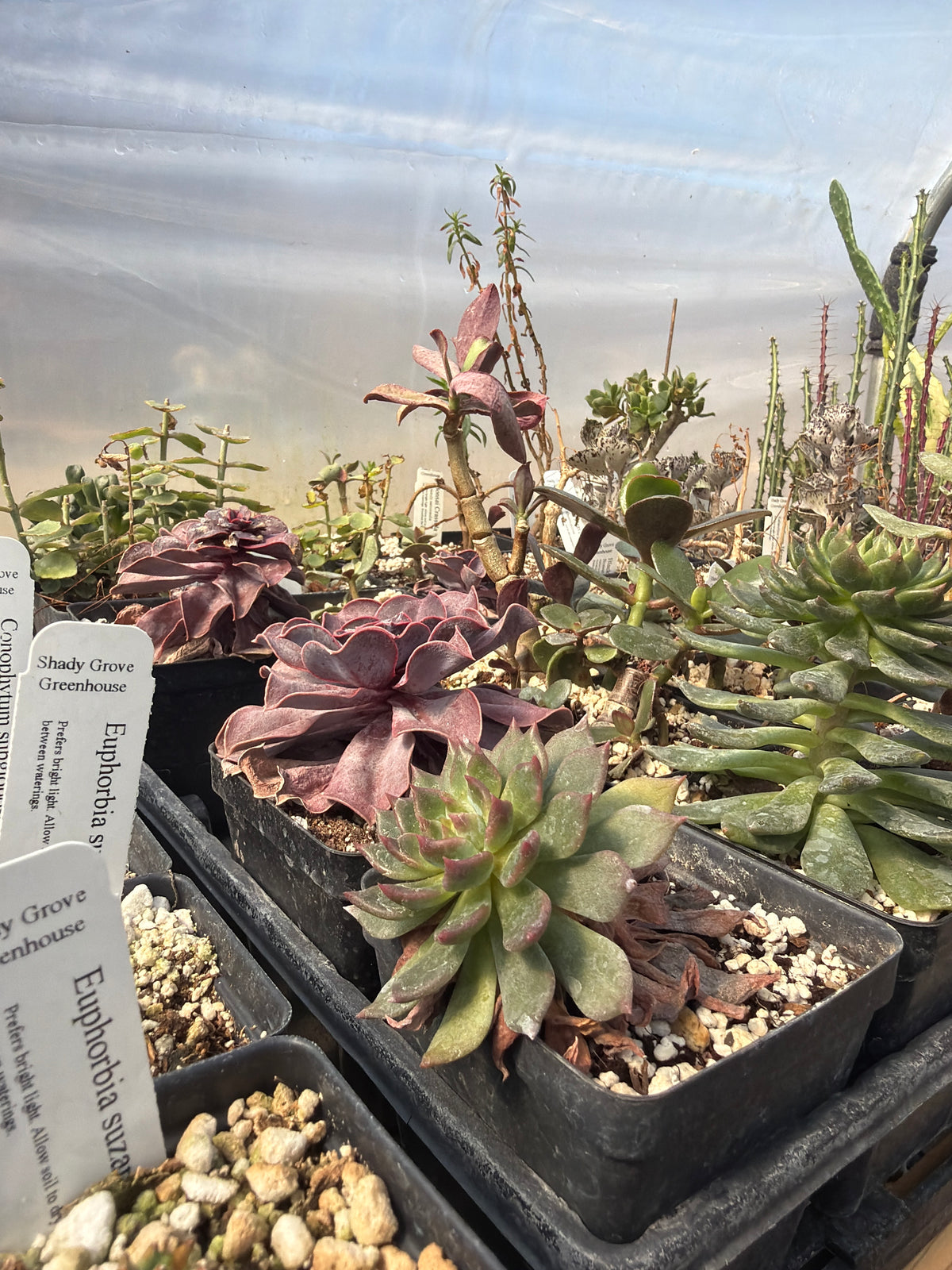 Succulents