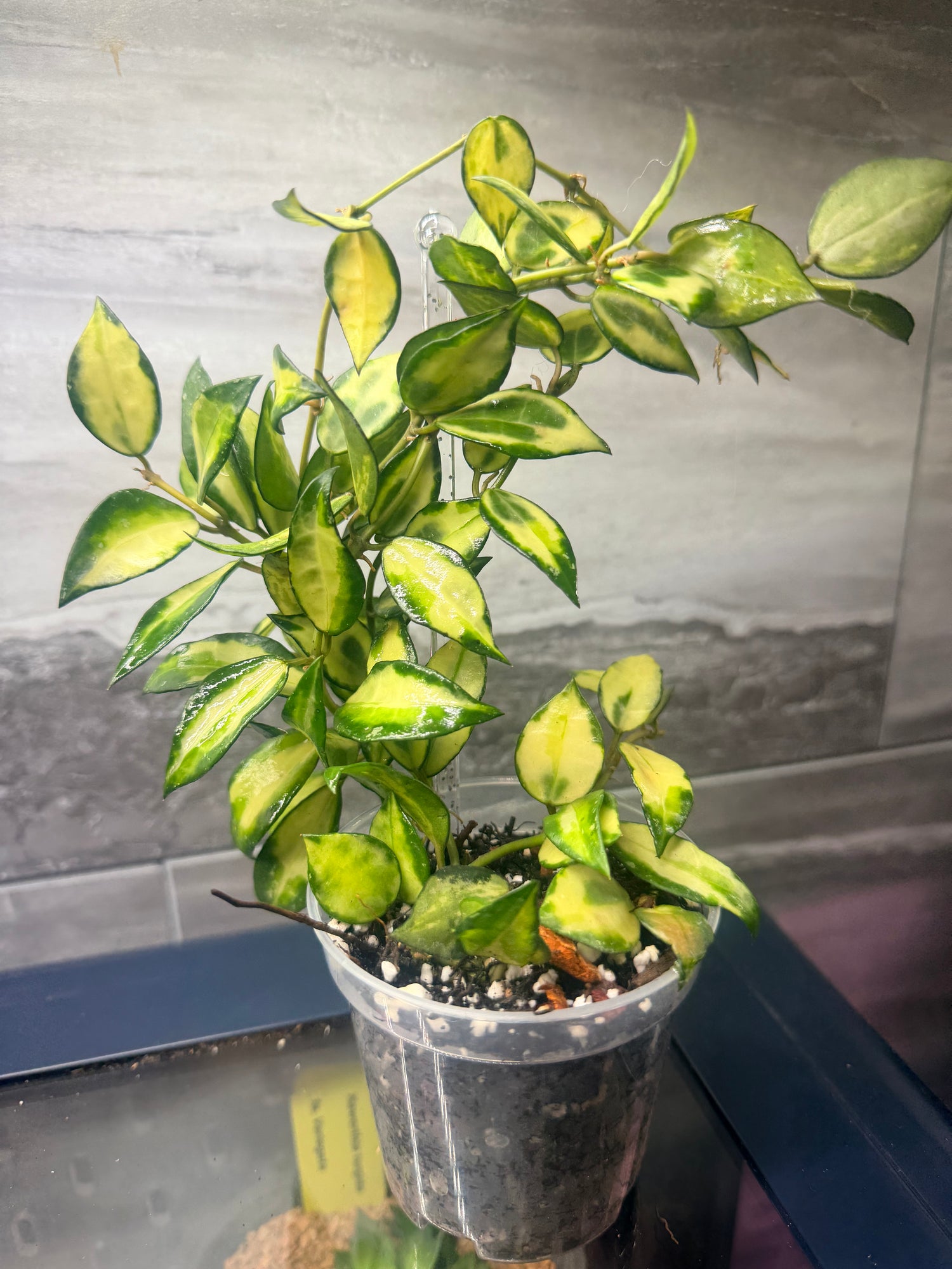 Hoya