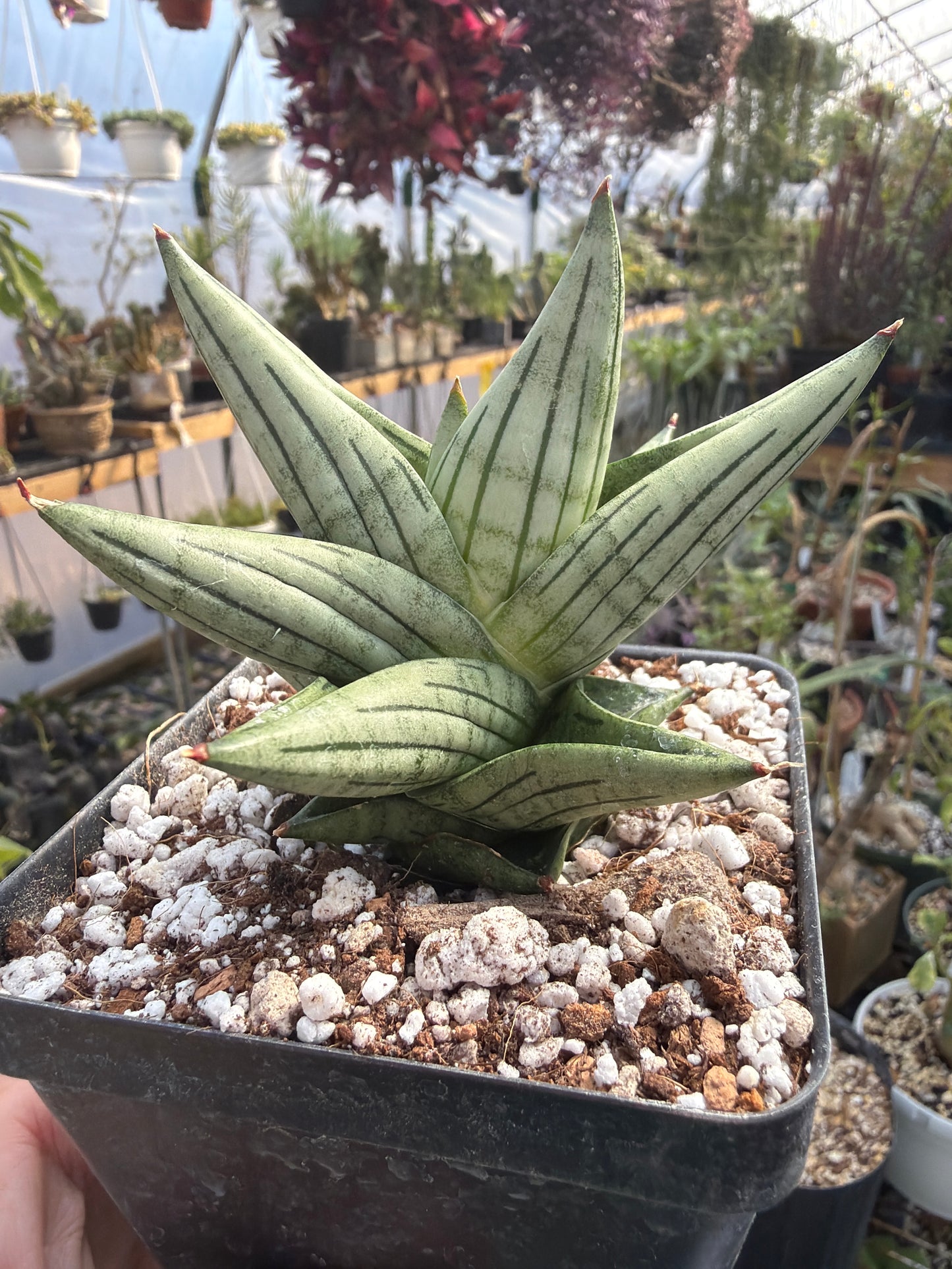 ‘Jupiter’ Sansevieria