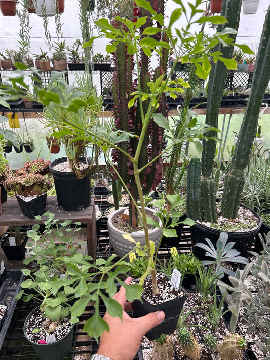Cussonia spicata - Spiked Cabbage Tree