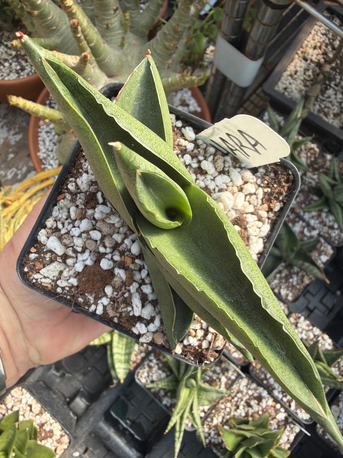 Sansevieria ‘Sahara’