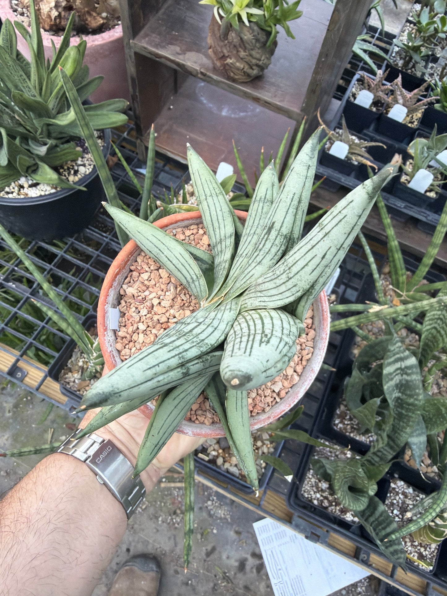 Sansevieria ‘Rookie’ EXACT PLANT