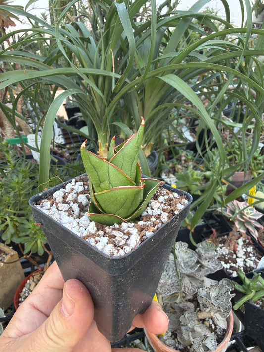 ‘Tower’ Sansevieria