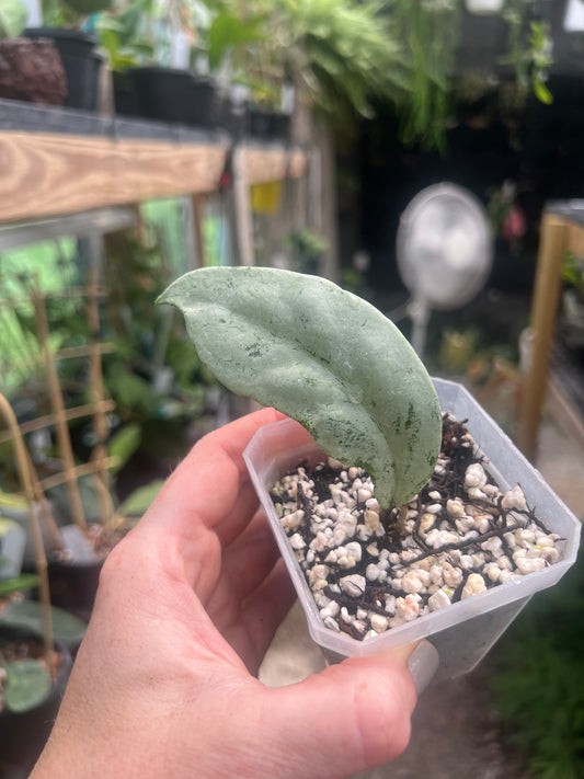 Hoya Pink Silver Ghost A 2”pot - Exact Plant