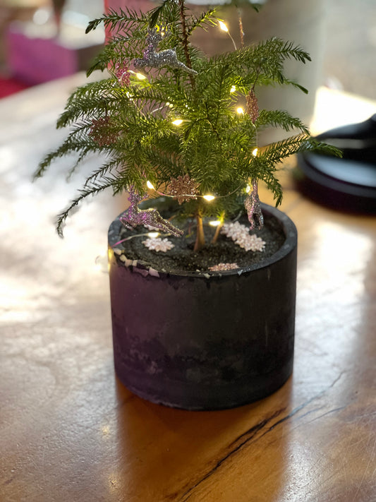 Norfolk Island Pine in Shadystone Pot