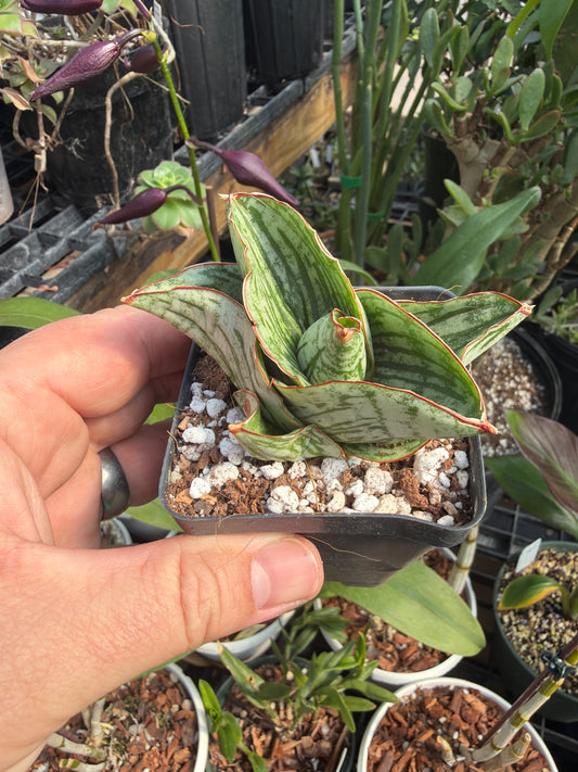 Sansevieria ‘Angelina’