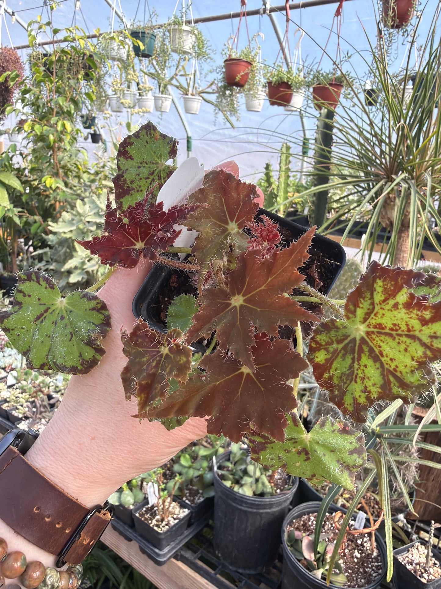 Begonia ‘Monica’ 2” pot -Grower’s Choice