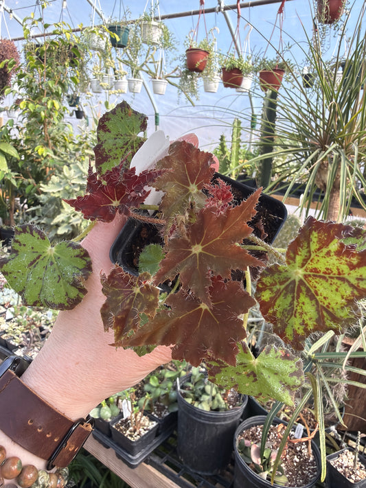 Begonia ‘Monica’ 2” pot -Grower’s Choice
