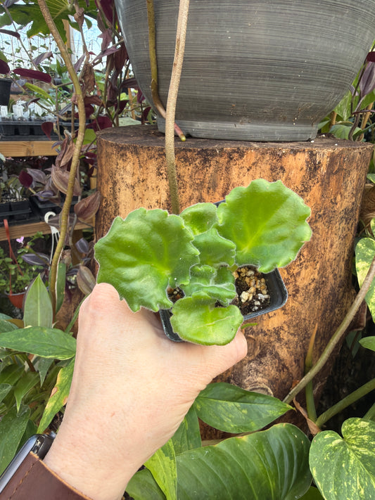 ‘KZ Butterfly Effect’ African Violet 2” pot -Grower’s Choice